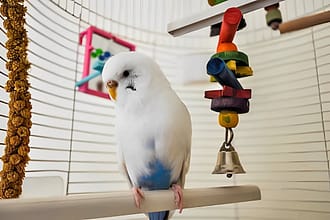 Best Bird Toys