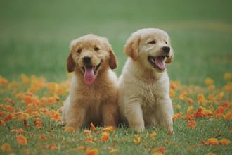 Labrador Retriever Puppy for Your Family