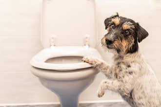 10 Effective Tips for Toilet Training Puppies
