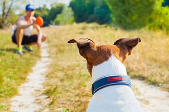 15 fun ways to workout with your dog