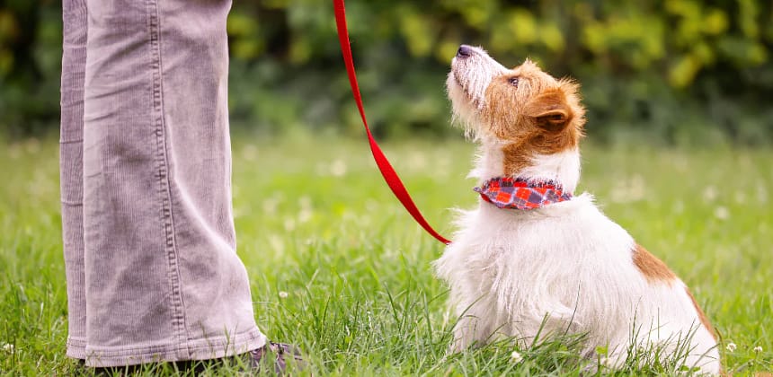 How to Discipline a Puppy Properly and Humanely