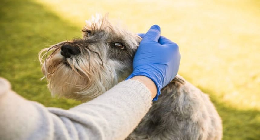Dog First Aid Essential Home Emergency Handling