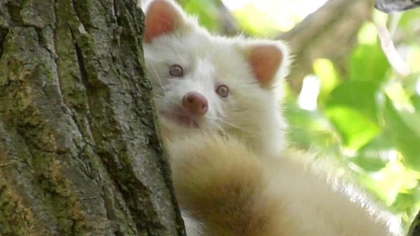 Albino Raccoon
