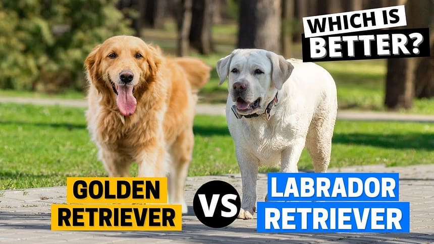 Labrador Retrievers vs. Golden Retrievers