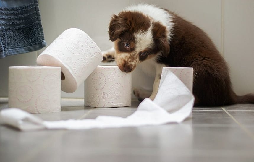 Puppy Bathroom Habits How Often Do Puppies Poop