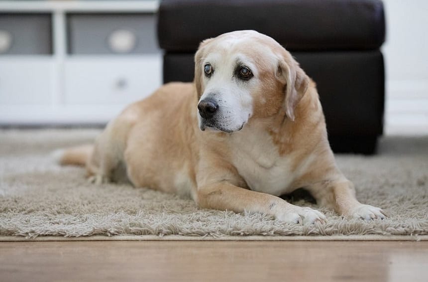 Caring for Senior Dogs