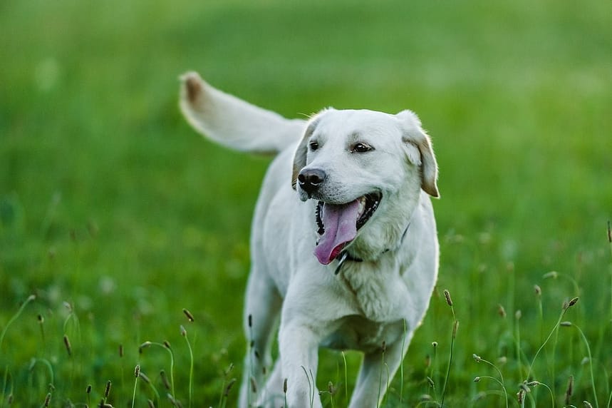 Essential Labrador Retriever Care Tips Every Owner Should Know