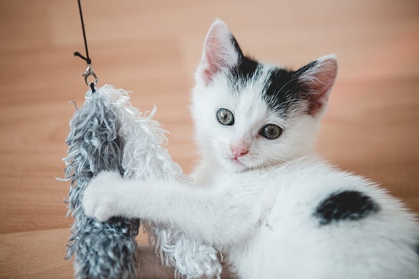 5 DIY Cat Toys Your Pet Will Love