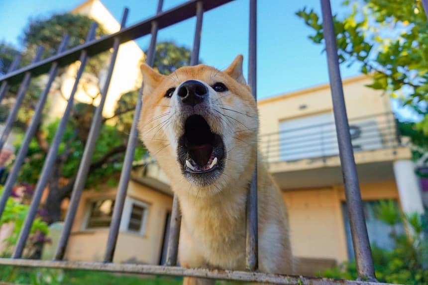 Dealing with Dog Barking Problems