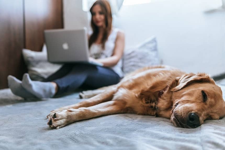 The Benefits of Pet Insurance