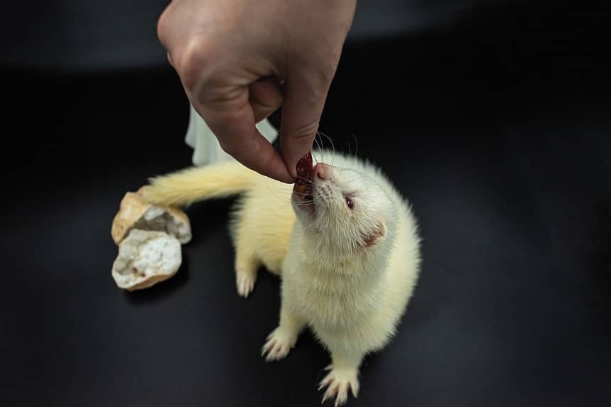 White Ferret Easy Pet Care Advice for New Owners