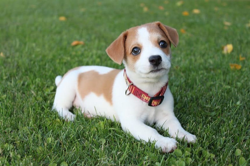 Getting a New Puppy Here's Your Essential Tips & Checklist