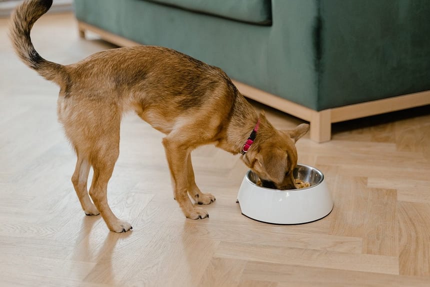 Helping Your Picky Eater Dog