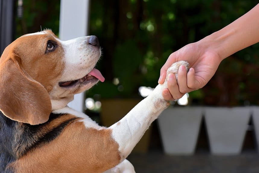 Impressive Dog Tricks Simplified for Home Training