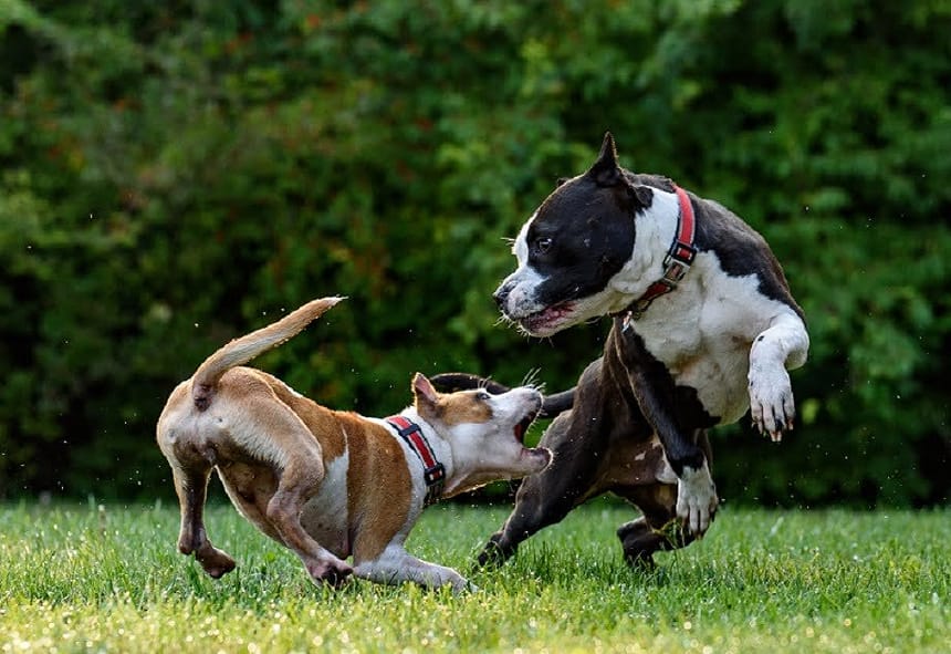 Dog Fights How to Break Up a Dog Fight Safely