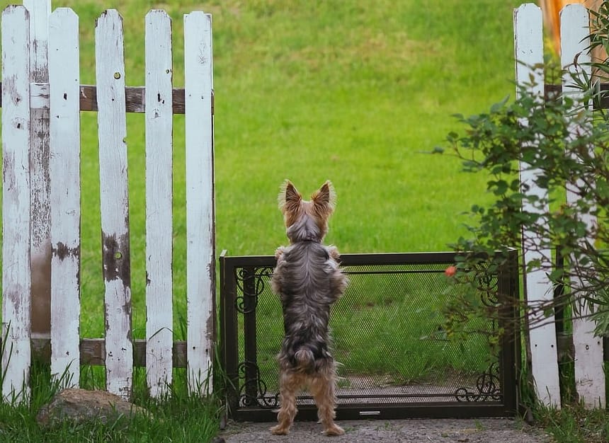 Safe Outdoor Space for Your Dog Tips for a Dog-Friendly Yard