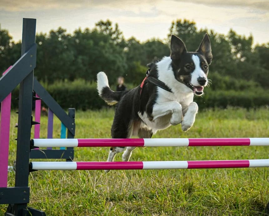 Agility Training for Dogs