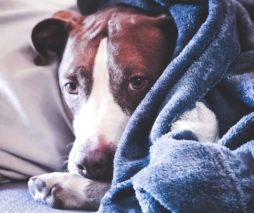 Helping Your Dog Overcome Fear and Phobias