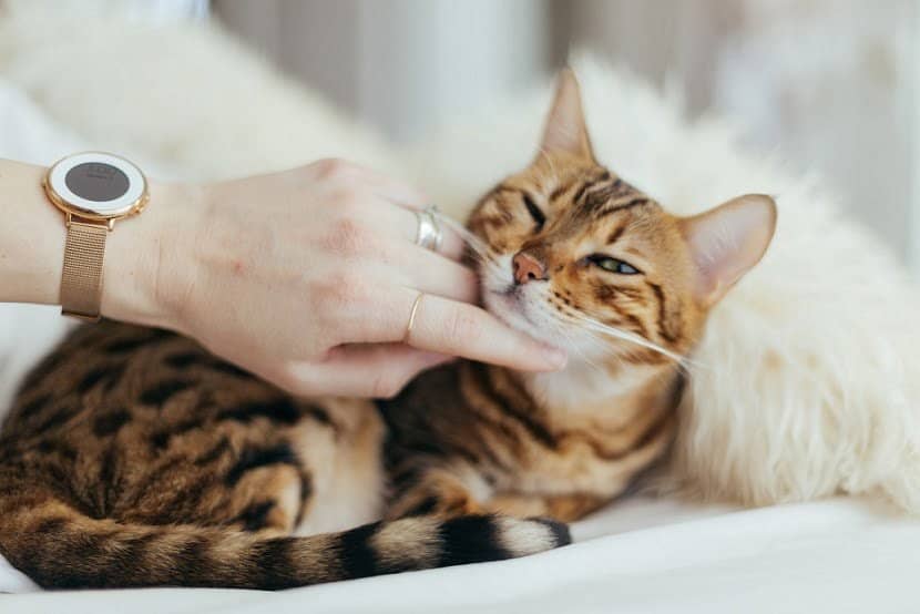 Essential Tips for Raising a Happy and Healthy Pet Cat