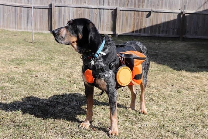 Essential Hiking Gear for Your Pet
