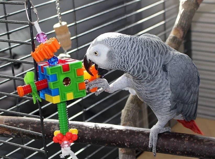 The Best Toys for Pet Birds From Parakeets to Parrots