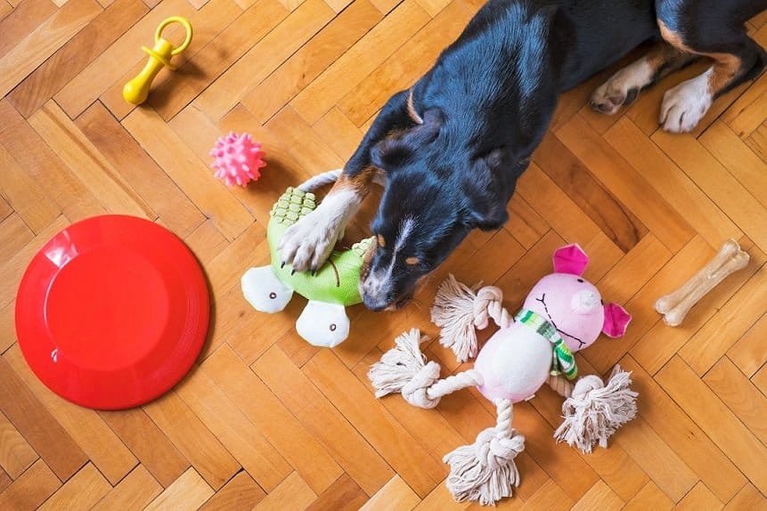 Top 10 Squeaky Toys Your Dog Will Love