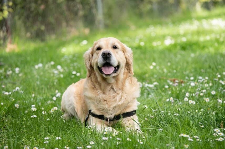Labrador Retriever Exercise Keeping Your Dog Happy and Healthy