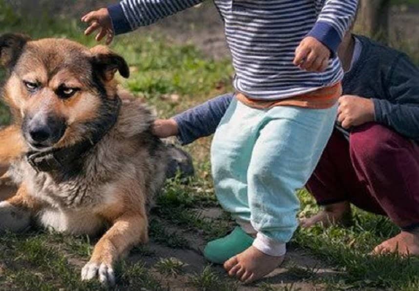 Your Dog Doesn’t Like Kids 5 Things You Can Do