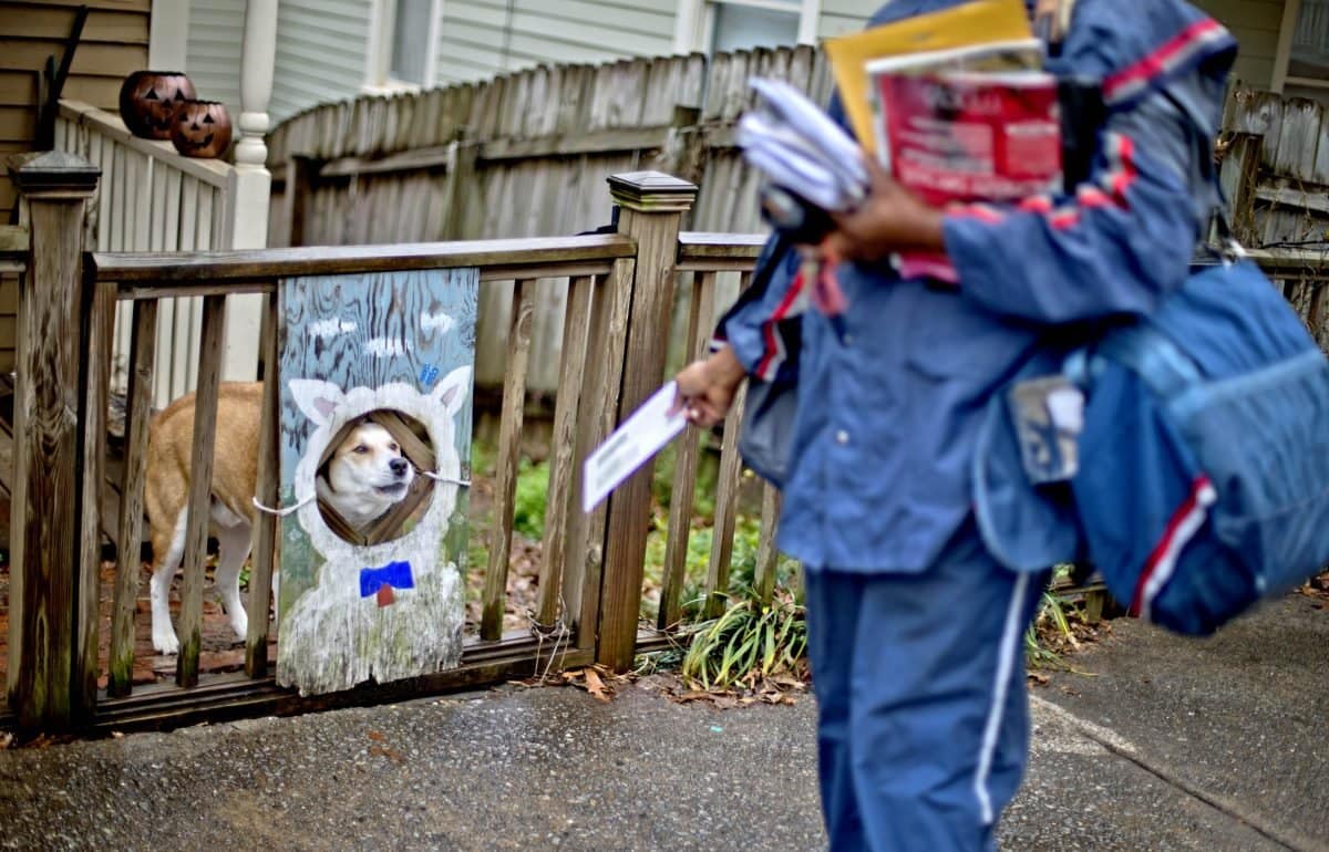 Why Do Dogs Bark at the Mailman?