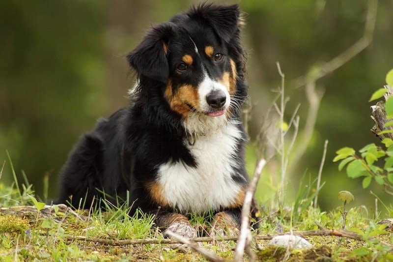 Fascinating Facts About Mini Bernese Mountain Dogs